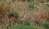 Find the Bittern.